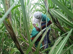 Amateur, Al aire libre, Tabú