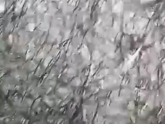 Amatéři, Vlasaté, Indické