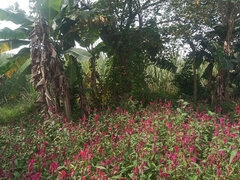 Bella grossa formosa, Coppia, Fatto in casa, Indiana, All'aperto