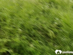 Amateur, Gros cul, Gros seins, Blonde, Sucer une bite, Fait maison, Pov, Public