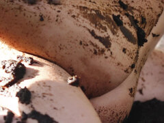 Zadok, Brunetka, Pár, Striekanie semena, Prvýkrát, Bozkávanie, Vyholené, Sprcha