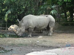 Blondin, Avsugning, Creampie, Fötter, Flickvän, Pov, Fitta, Tatuering