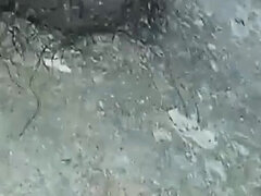 Amatööri, Karvainen, Intialainen