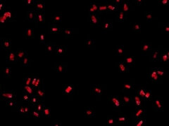 Manu Magnum & Sexy Susi Gangbang Orgy - Big Tits Blowjob and Cumshot Scenes