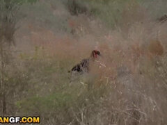 Amatéři, Kuřba, Stříkání spermatu, Roztomilá, Hardcore, Mezirasové, Běhna, Vlhká