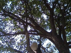 Любители, Индианки, Соло