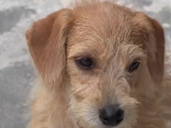 해변, 흑갈색 머리, 가슴이 큰, 깊은목구멍, 페티쉬, Hd, 야외의, 공개적인