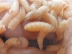 Amatør, Bondage disciplin sadomasochisme, Bizart, Fetish, Bedstemor, Hjemmelavet, Ældre kvinde, Tabu