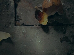 Dairy Symphony 2 - Andrea P