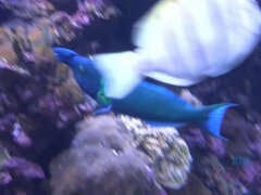 Amatorka, Łazienka, Plaża, Sukienka, Nagi, Publiczny, Cipka, Ogolona