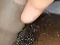 Ερασιτέχνης, Μαλλιαρός, Ινδιάνος