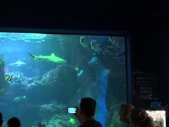 해변, 큰 가슴, 비키니, 오랄섹스, 드레스, 발로 애무하기, 청바지, 보지