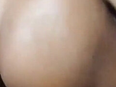 Stor stjärt, Svart, Par