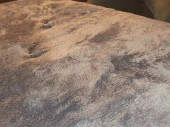 Veľký zadok, Podvádzanie, Cuckold, Péro, Na psíka, Manžel, Latinskej, Swingers