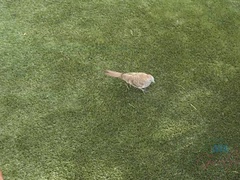 Badeværelse, Brunette, Kæreste, Behåret, Piercing, Fisse, Ryger, Bryster