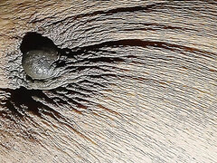 Vlasaté, Homemade, Indické, Sólo