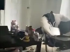 Amatör, Vacker, Stor kuk, Avsugning, Par, Flickvän, Shemale