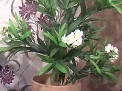 18, Kuřba, Striekanie semena, Roztomilá, Európskej, Dospelé, Stockings, Švédska rojka