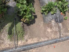 Enthousiasteling, Flashing, Flexibiel, Klein, Doordringend, Gezichtspunt, Kut duiken, Tieten likken