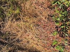 18, Amaterji, Velik kurac, Dekle drka tiča, Italijanka, Lulanje, V javnosti, Koščena