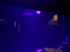 Amatéri, Blondína, Šaty, Priateľka, Vlasatej, Z pohľadu účastníka, Pička, Voyeur