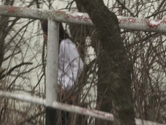 Kompilation, Fetisch, Lesbisch, Im freien, Zierlich, Pissen, Solo