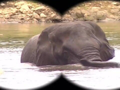 Régebbi évjáratú pornó