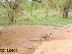 Amatör, Svart, Avsugning, Brunett, Snopp, Hardcore, Hd, Pov