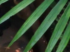 18 anni, Africano, Amatoriale, Nero, Fatto in casa, Piccola, Figa, Ragazza