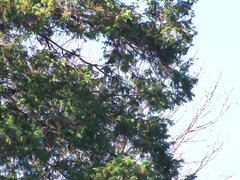 Asiater, Kukk suging, Samling, Husfrue, Milf, Kone