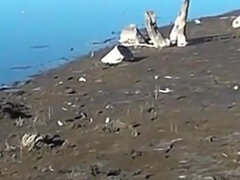 Amatőr, Popó, Gesztenyebarna, Kivillanó idomok, Házi készítésű, Latin lány, Nézőpont, Nuni