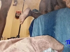 Amatør, Amerikaner, Stor svart kvinne, Stor rumpe, Svart, Cougar, Milf