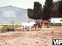 Vip4k. city pecker, country girls