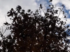 I Met A Forester Girl With Whom We Fuck In A Hut