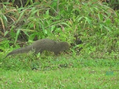 Amatør, Kæreste, Håndjob, Olie, Pov, Fisse, Bryster, Snugkigger