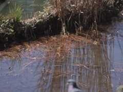 Velký zadek, Velké kozy, Kuřba, Brunetka, Creampie, Péro, Homemade, Japonské