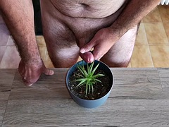 Cicci77 feeds her plants with pee and cum to make them lush! Its a shame to waste our precious organic liquids!