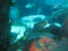 Swimming with fish in the Vegas pool