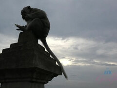 Amatéři, Zadek, Gaping, Latinské, Lesbické, Bazén, Tetování, Kozičky