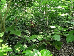 69, Πρωκτικό, Στο πρόσωπο, Μαλακία με το δάχτυλο για γυναίκες, Ινδιάνος, Γάλα, Μουνί, Άξεστος