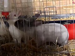 Bondage sadomaso, Grande cazzo, Pompino, Bondage, Britannica, Schizzo di sborra, Dominazione, Fetish