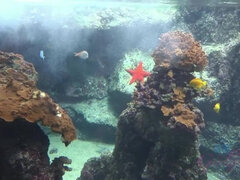 Κώλος, Πίπα, Πούτσος, Σε στάση σκύλου στα τέσσερα, Ευρωπαίος, Φυσικά βυζιά, Εκτός, Δημόσιο