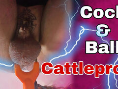 Cock & Ball Cattle Prod