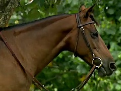 Aziatisch, Lieveling, Japaans, Softcore pornografie, Alleen