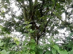 Fétiche, Indienne, De plein air, Solo