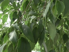 Asiater, Babe, Kukk suging, Barmfager, Hardcore, Japaner, Leker, Vibrator