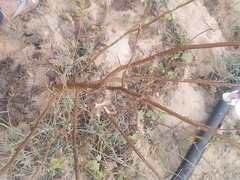 Desi Boy Jerking His Big Uncut Cock