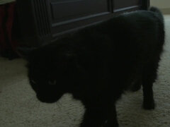 Lesbian Sex Nicole Ray and April o'neil