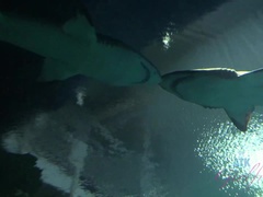 Koupelna, Nylonové, Piercing, Vyholené, Kouření, Punčochy, Tetování, Kozičky