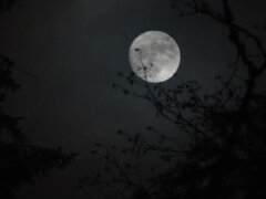 Blasen, Paar, Dildo, Fetisch, Hd, Muschi, Sklave, Gefesselt